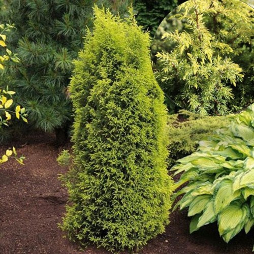 Juniperus communis 'Suecica Aurea' - Harilik kadakas 'Suecica Aurea' C2/2L